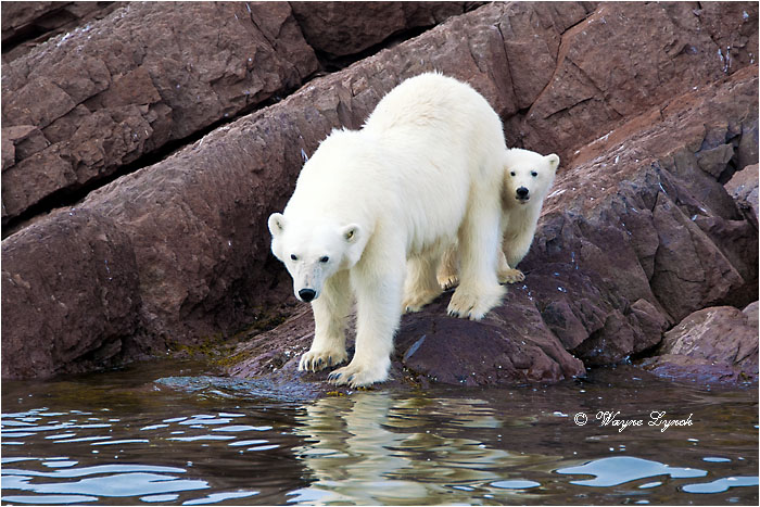 Female Polar Bear and Cub 102 by Dr. Wayne Lynch &copy;
